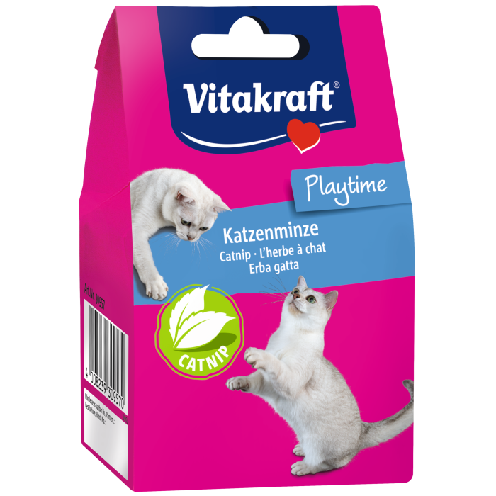 Katzenminze, lose Katzenminze, lose